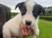 Sheepdog puppies