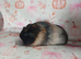 Beautiful single female sow guinea pig