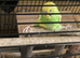Companion for my disabled budgie