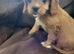 Cavapoo puppies for sale