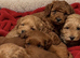 Beautiful cockapoo pups