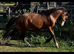 Stunning 2yo Welsh Section A colt