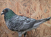 Rubella spread rare colour racing pigeons