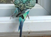 Pair of young cocks