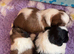 Shih Tzu puppies kc reg