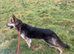 German shepherd female