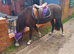 !12hh family/show pony!