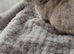 Lovely female kit chinchillas