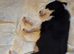 Boarder collie pups