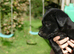 Labrador x collie puppies for sale