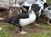 Muscovy female ducks