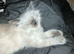 Beautiful male ragdoll kitten urgent
