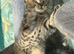 Beautiful Tabby female available