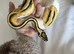 Leopard orange dream pied female ball python