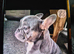 French/English bulldog puppy