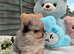 Pomeranian puppy&rsquo;s 2 boys