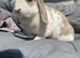 Mini lop