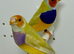 Beautiful pair of yellow Gouldian finches