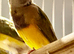 Young Gouildan Finch male orange head when coloured up
