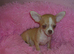 Small Chihuahua puppies male/female