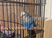 Lovebird