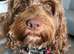STUNNING PROVEN AND TESTED TRICOLOUR CHOCOLATE/TAN AND CREAM BOY FOR STUD
