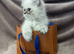 READY NOW Fully vaccinated“Louis”, Persian kitten