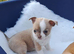 Chihuahua Puppies