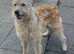 Deerhound cross
