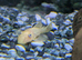 Lemon blue eyed plecos