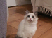 Beautiful GCCF Registered Female Ragdoll Kitten.