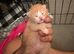 TINY PAWS, BIG PERSONALITIES!