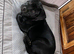 Cane corso frenchie cross puppies for sale