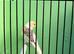Canaries