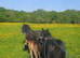 For sale Samantha&Pamela and 2 foal
