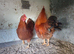 New Hampshire red Bantams