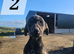 Lurcher Pups For Sale