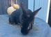 Mini Rex buck (jenson)