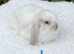 Pure bred mini lops