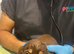Dachshund miniature long haired