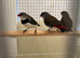 Diamond Fire Tail Finches x4