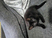 Adorable kittens for sale