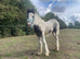 Billy boy colt foal