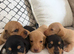 Beautiful litter of mini dachshunds dads longhair