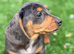 Ready now!! PRA clear Miniature  dachshunds