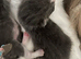 Kittens available 9wks