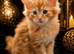 Pure Maine Coon Kittens ready for reservation