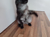 7 month old female Maine coon for sale