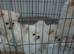 6 besutifull pomerainian puppys for sale