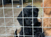 Last 2 stunning F1B miniature labradoodles